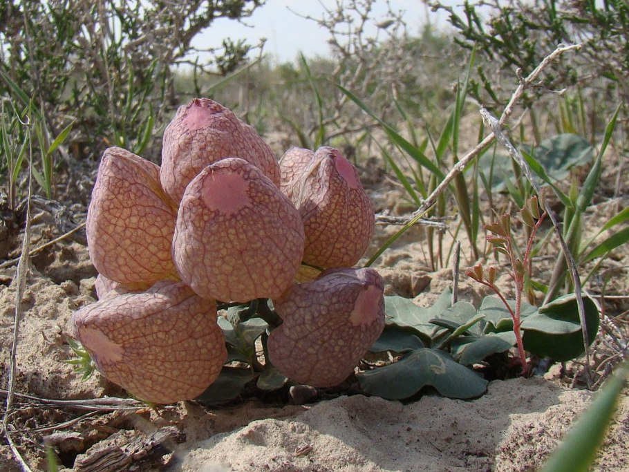 Леонтица сомнительная