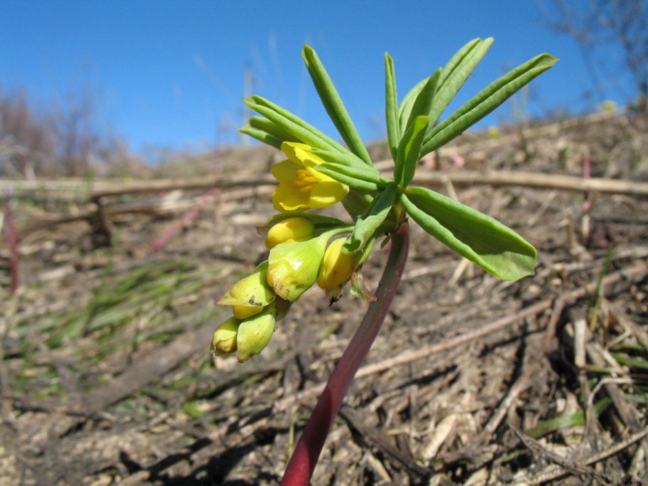 Горицвет кожистый фото и описание
