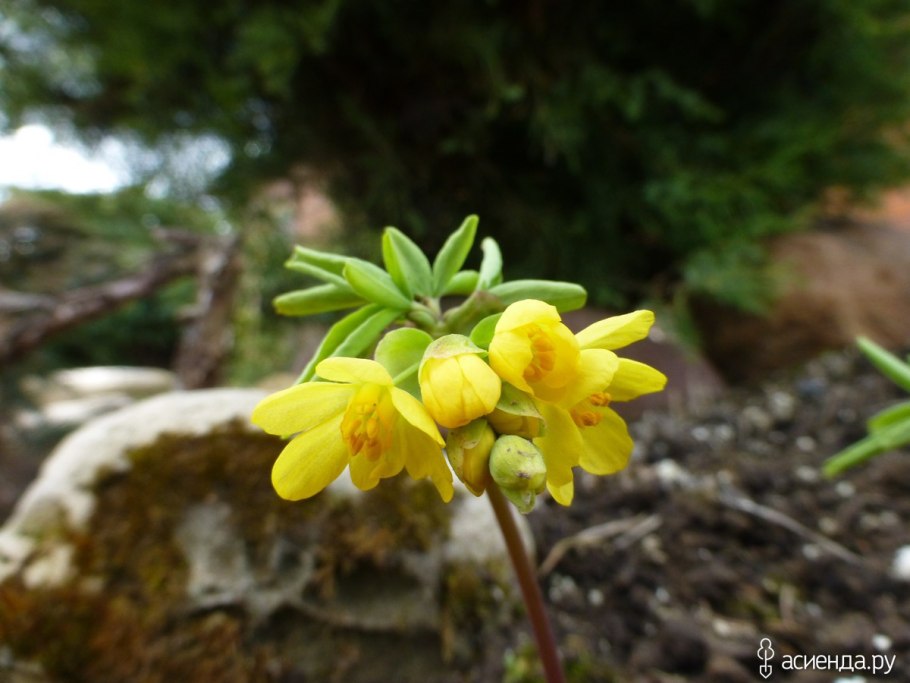 Папоротники гимноспермиум Алтайский
