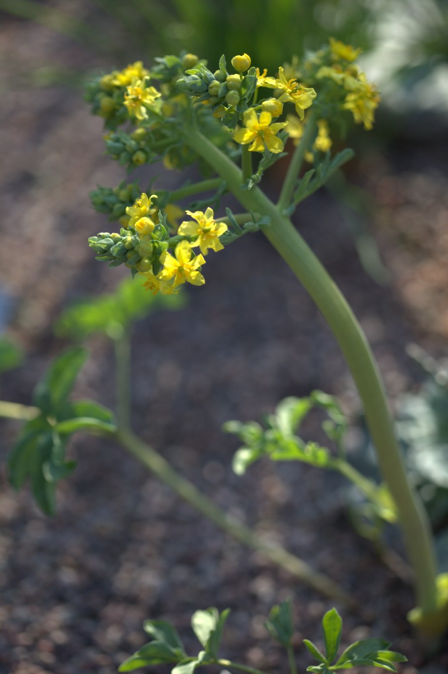 Армения как выглядит растение после зимы