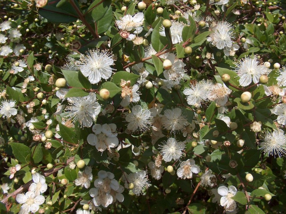 Мирт обыкновенный (Myrtus communis