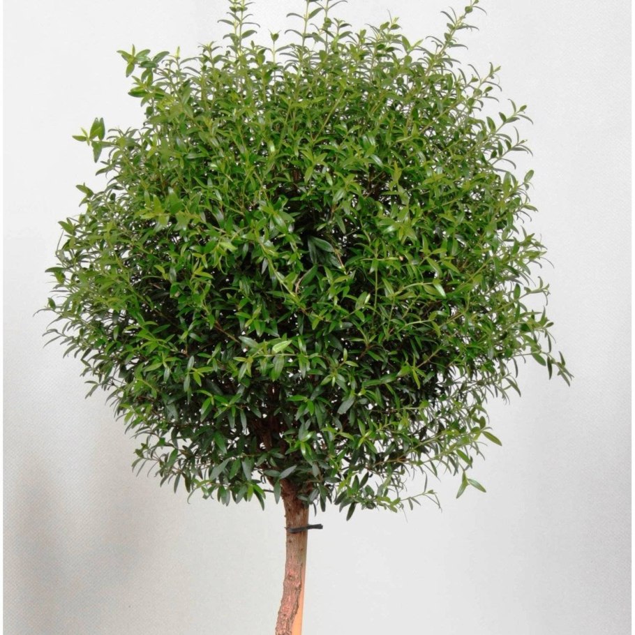 Мирт (миртовое дерево)