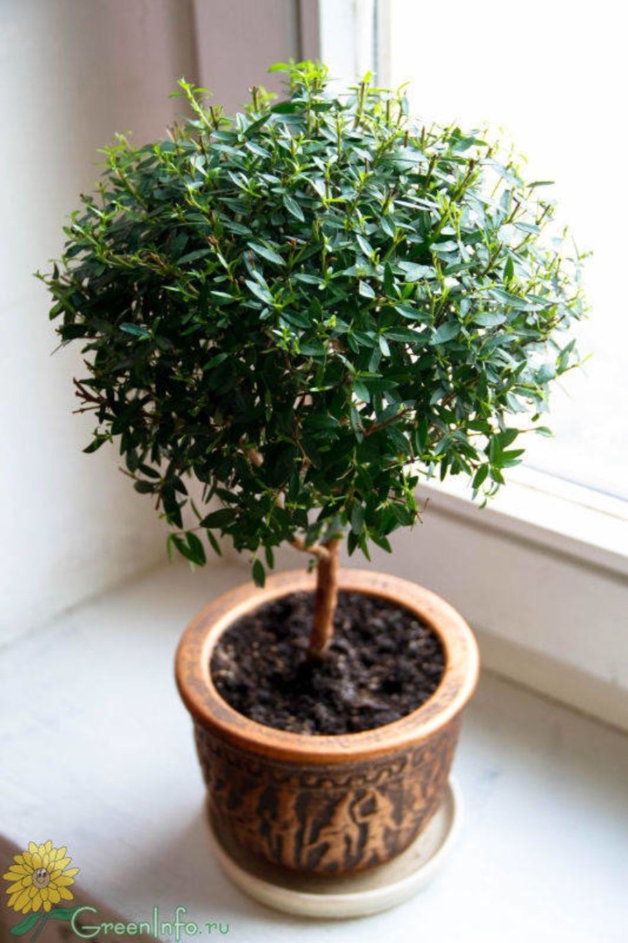 Миртовое дерево комнатное растение