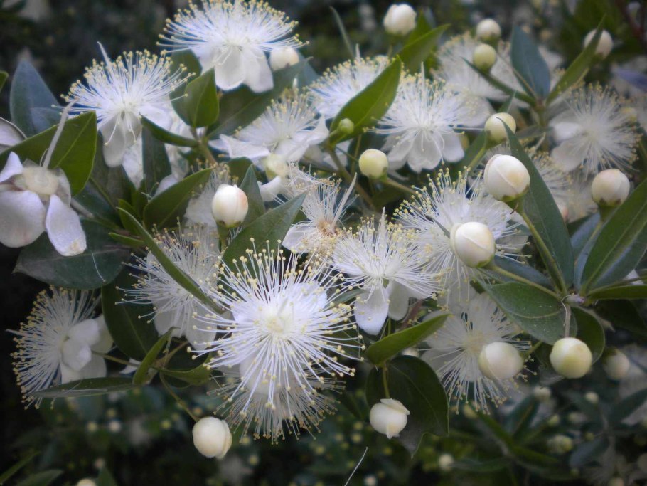 Мирт (Myrtus)