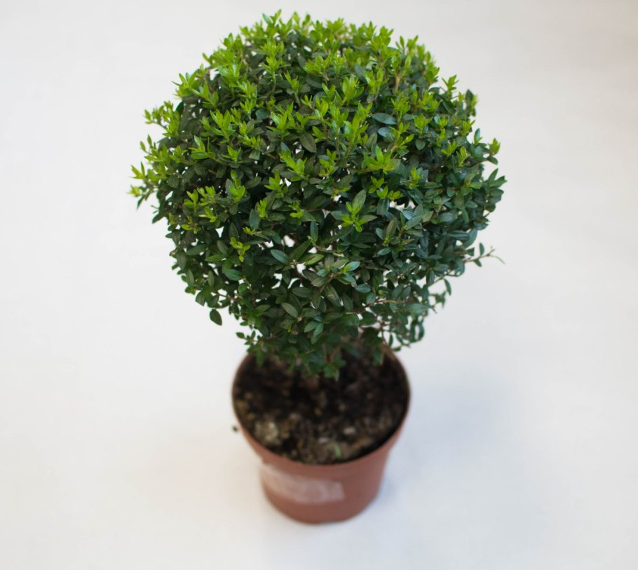 Мирт растение