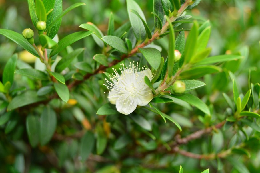 Мирт обыкновенный (Myrtus communis