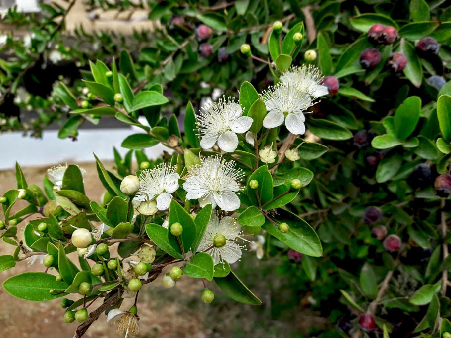 Мирт обыкновенный (Myrtus communis