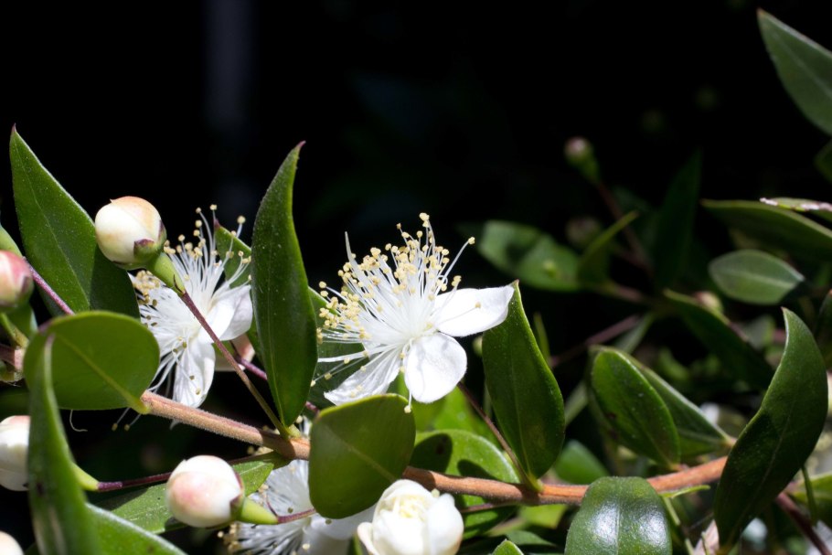 Мирт круглолистный