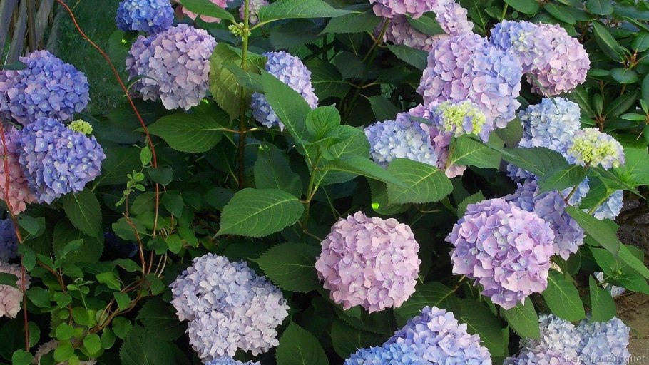 Гортензия Гертруда Глан