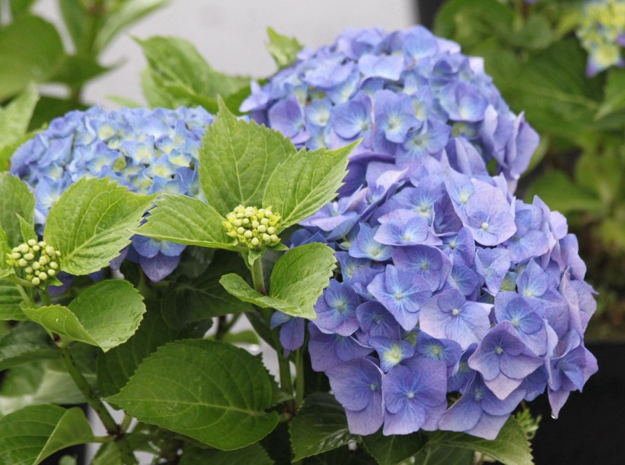 Гортензия Сахалинская