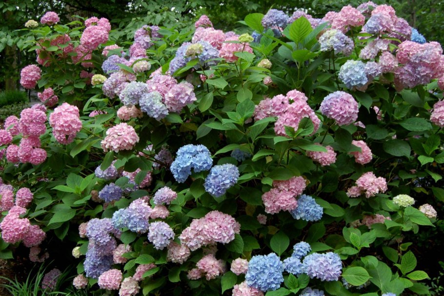 Гортензия би Хэппи