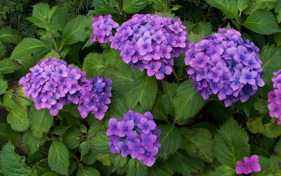 Семейство Гортензиевые представители