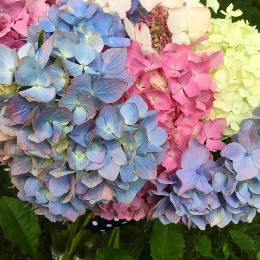 Гортензия Анабель белая древовидная