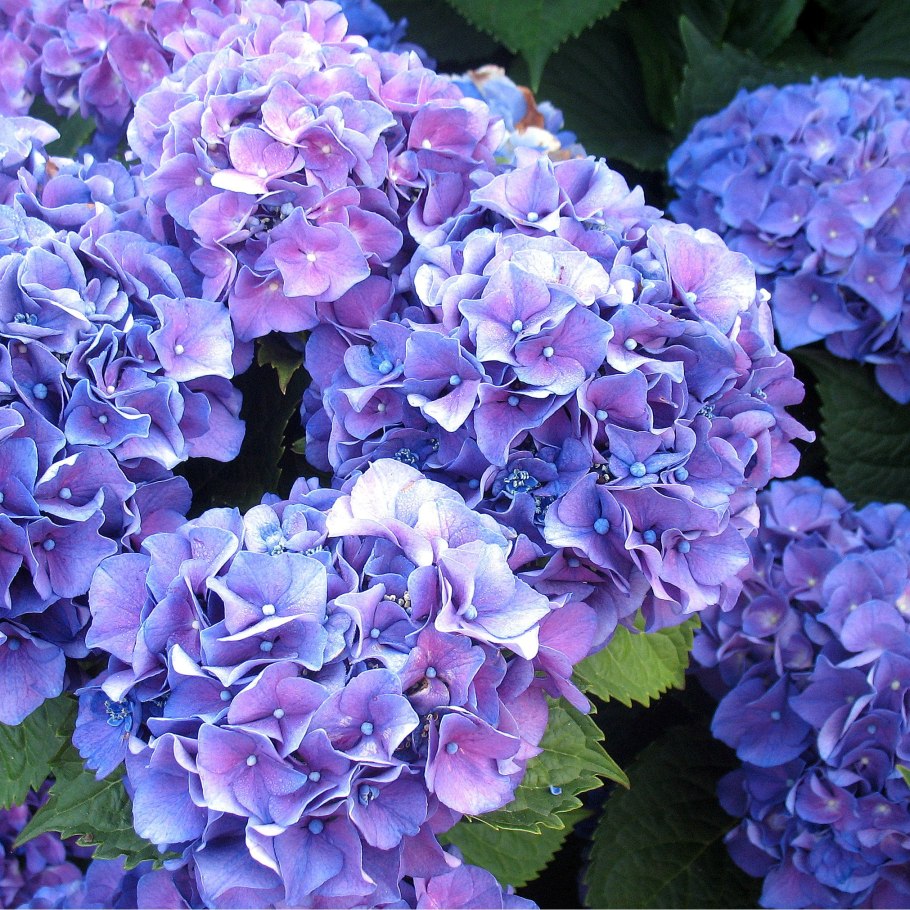 Крупнолистная гортензия