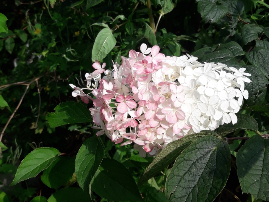 Гортензия сугар руж