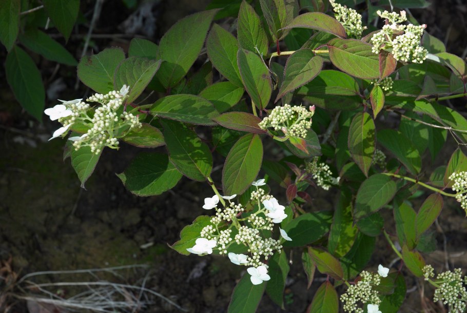 Гортензия остролистная