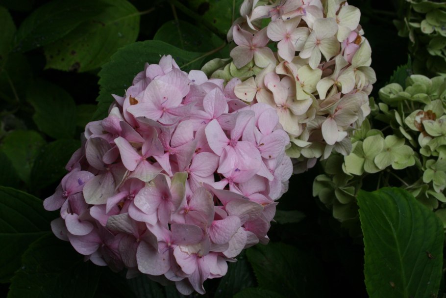 Гортензия древовидная Lime Rickey