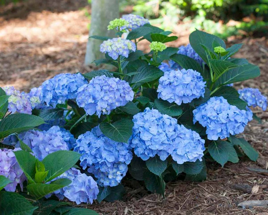 Hydrangea heteromalla