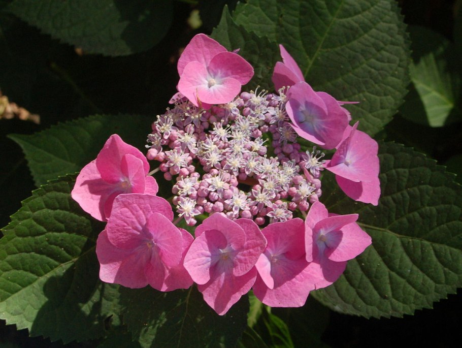 Гортензия дуболистная лист