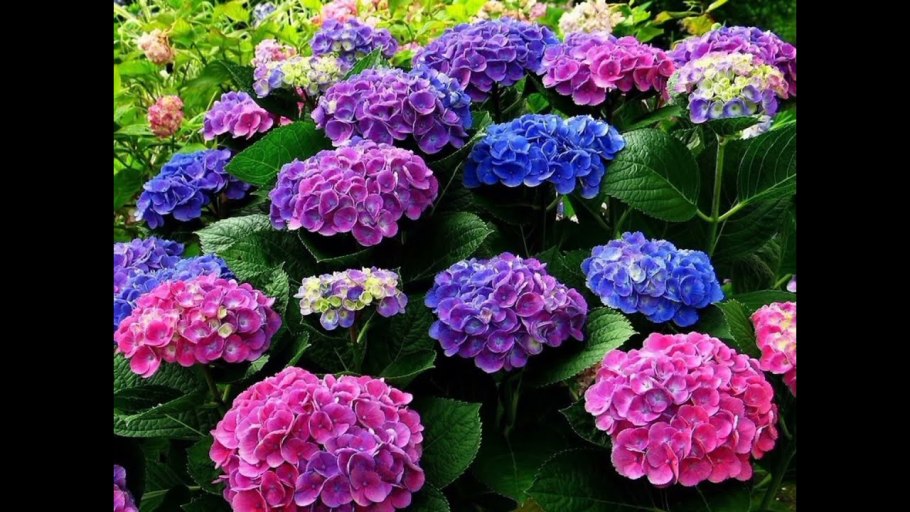 Гортензия махровая