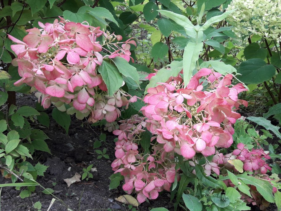 Гортензия метельчатая грандифлора