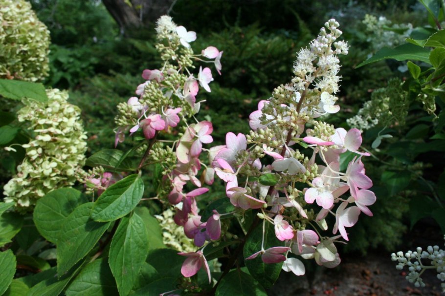 Гортензия крупнолистная Эндлесс Самме