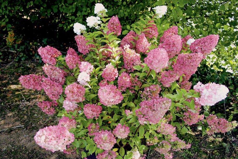 Гортензия крупнолистная