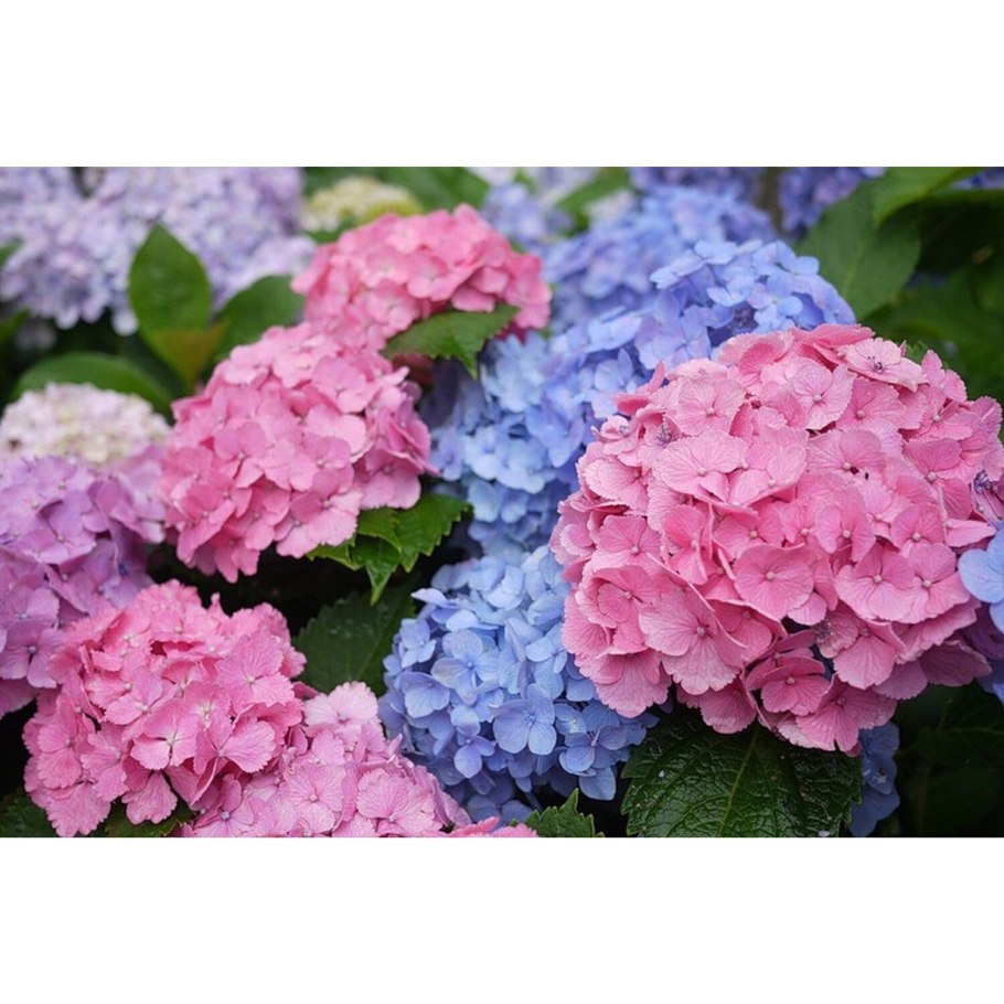 Гортензия гидрангея