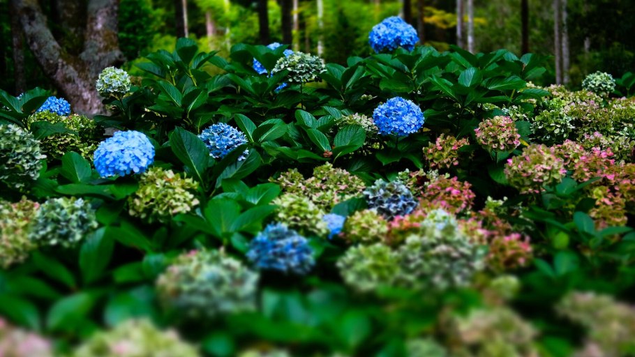 Гортензия Коко крупнолистная