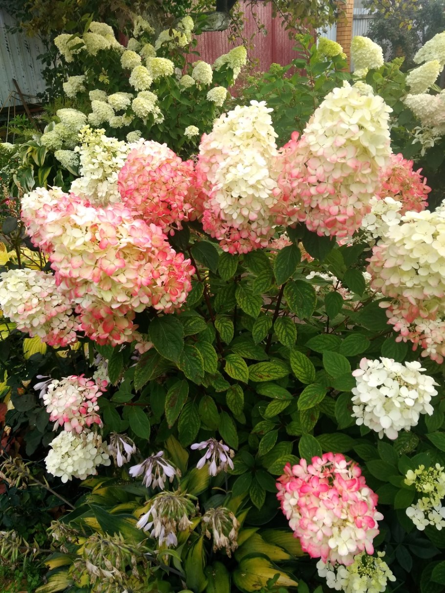 Гортензия Петит Стар метельчатая