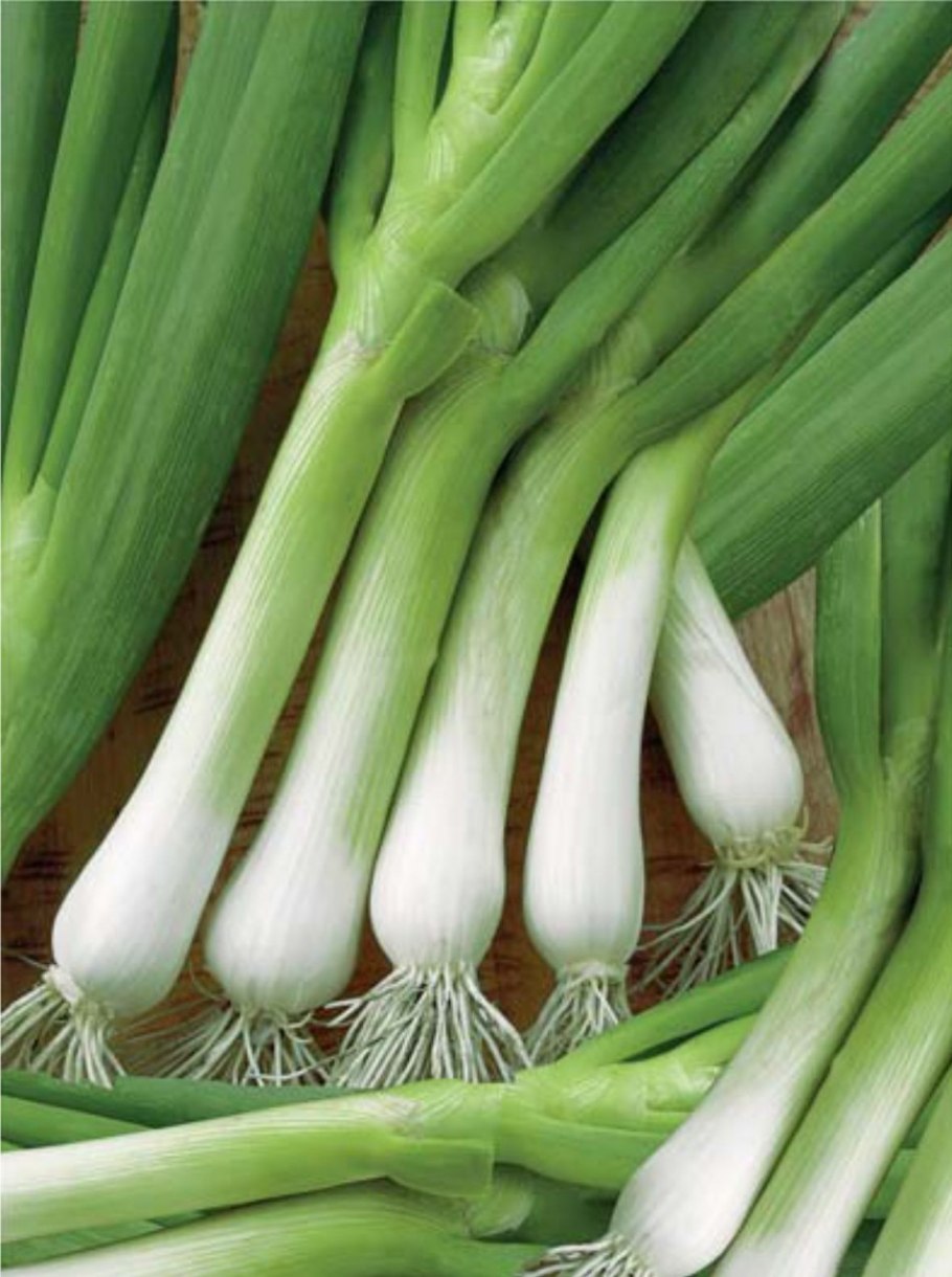 Многолетний лук батун