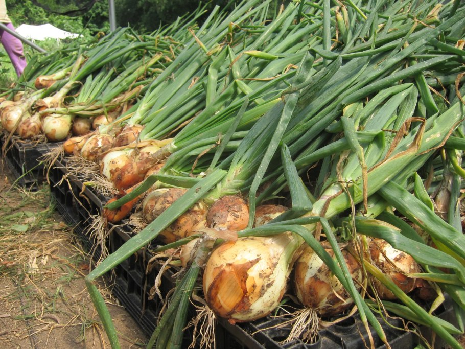 Семенные луковицы