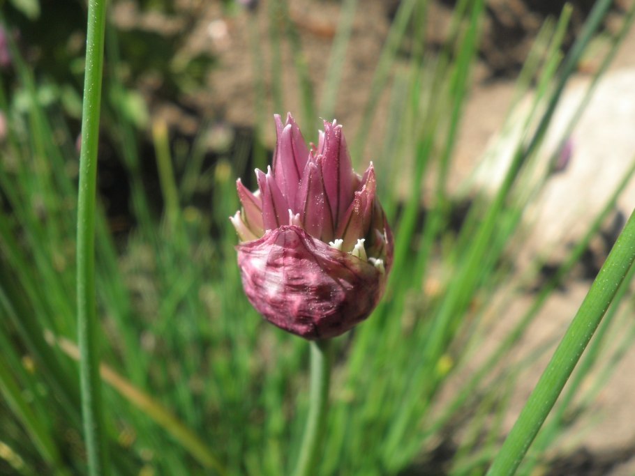 Цветок лука порея