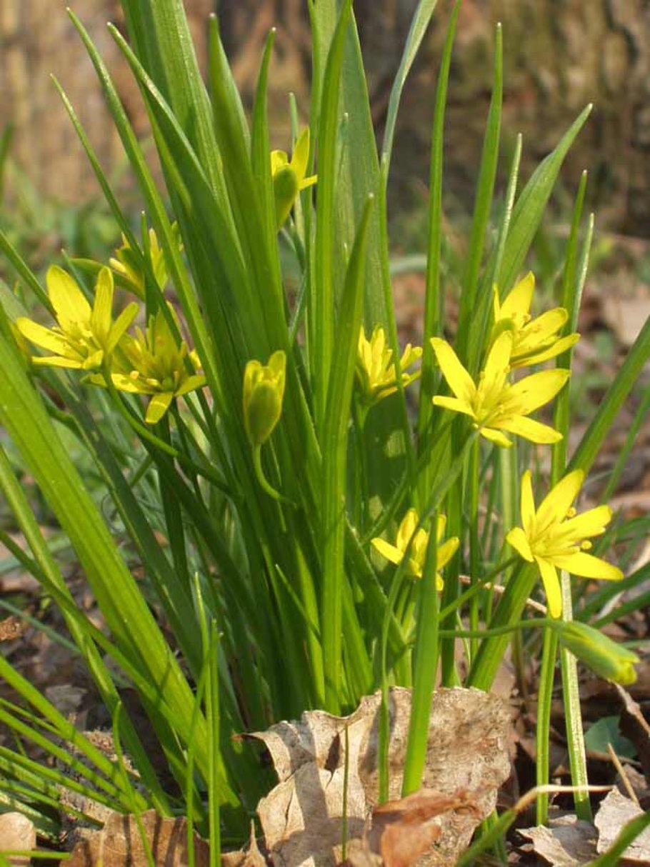 Гусиный лук жёлтый (Gagea lutea)