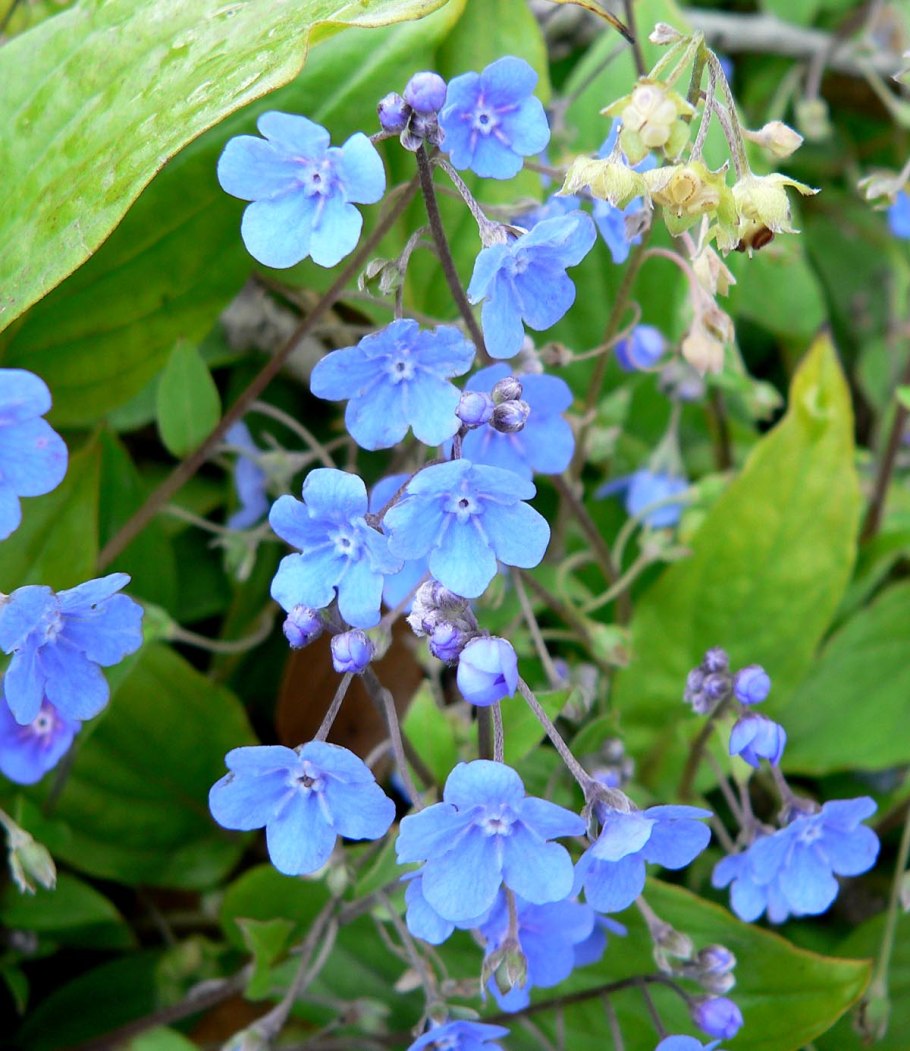 Омфалодес весенний (Пупочник) (omphalodes Verna)