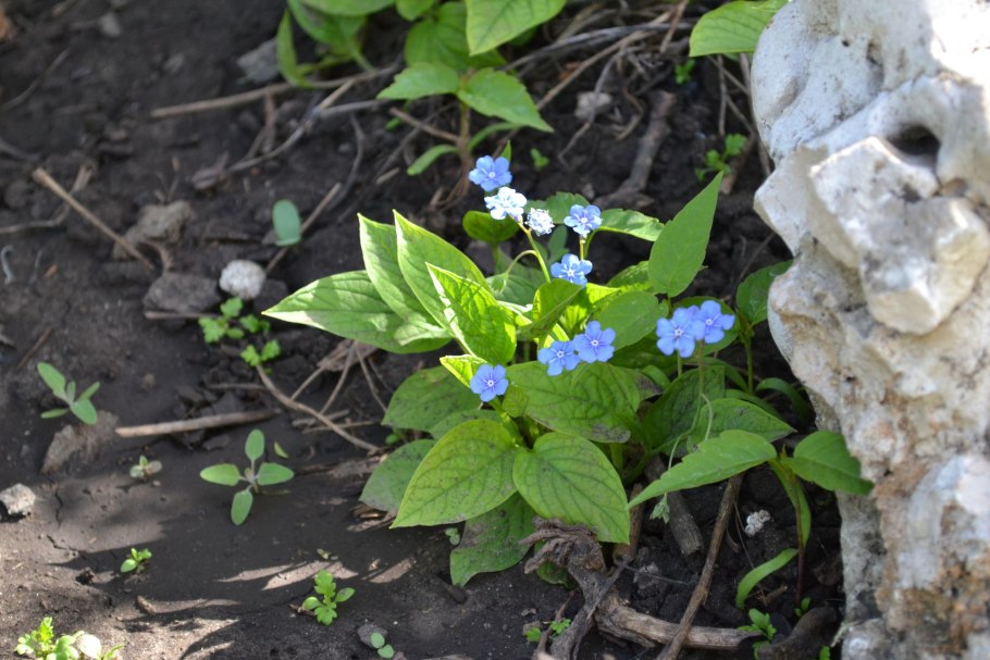Omphalodes Verna 'Alba'