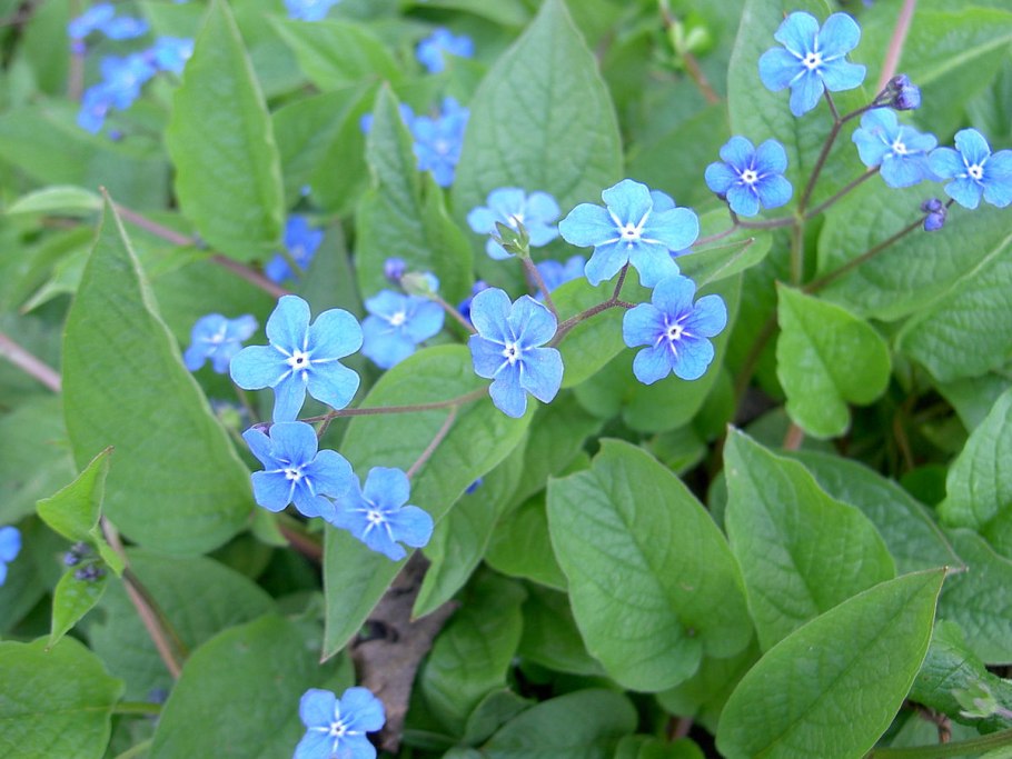 Omphalodes Verna 'Alba'
