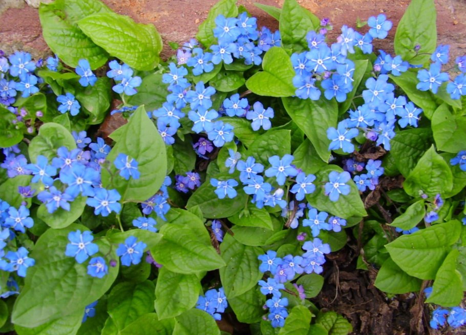 Пупочник весенний Alba