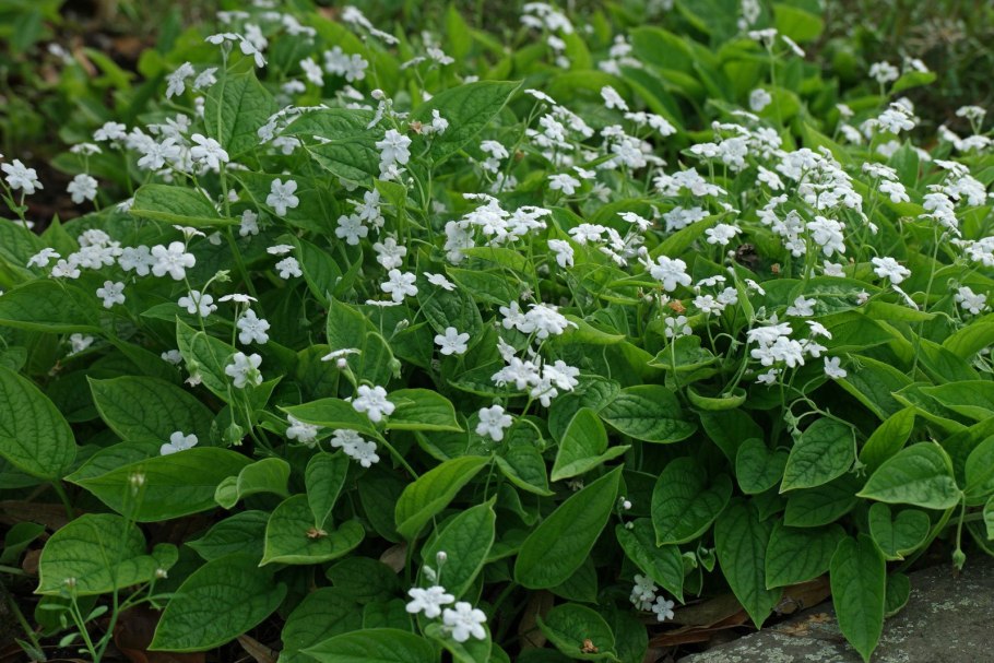 Пупочник весенний omphalodes