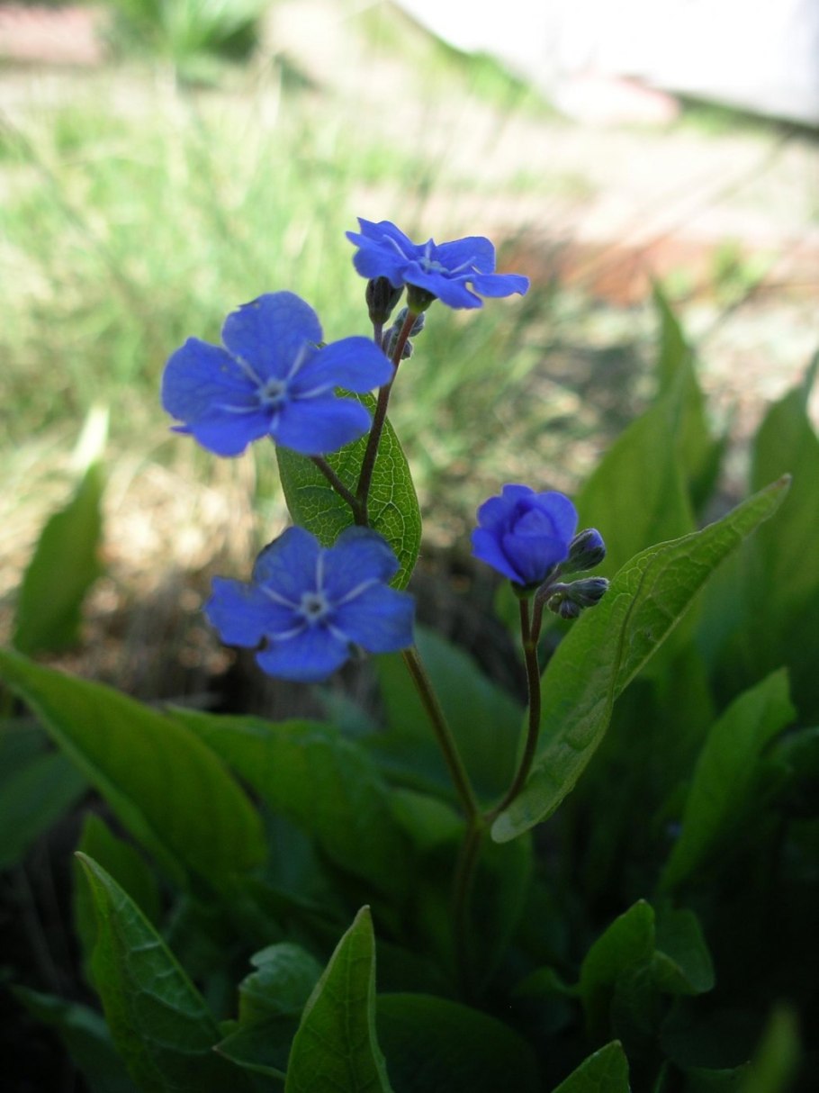 Пупочник Незабудка