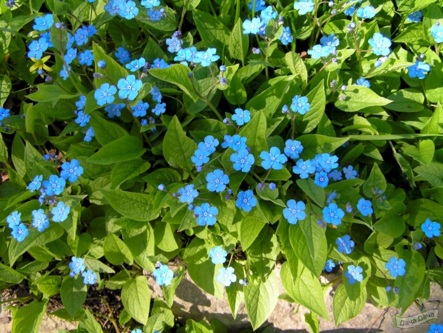 Омфалодес весенний (Пупочник) (omphalodes Verna)