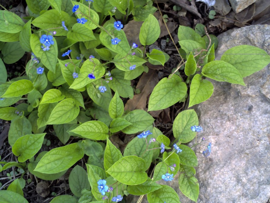 КУПИСАД Пупочник весенний (р9)