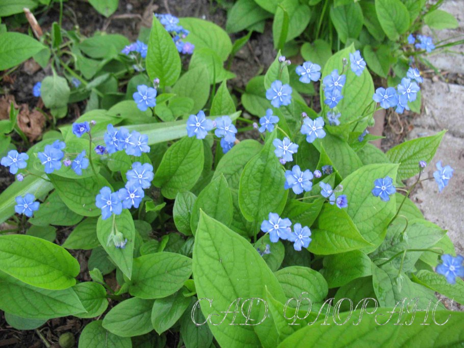 Omphalodes linifolia