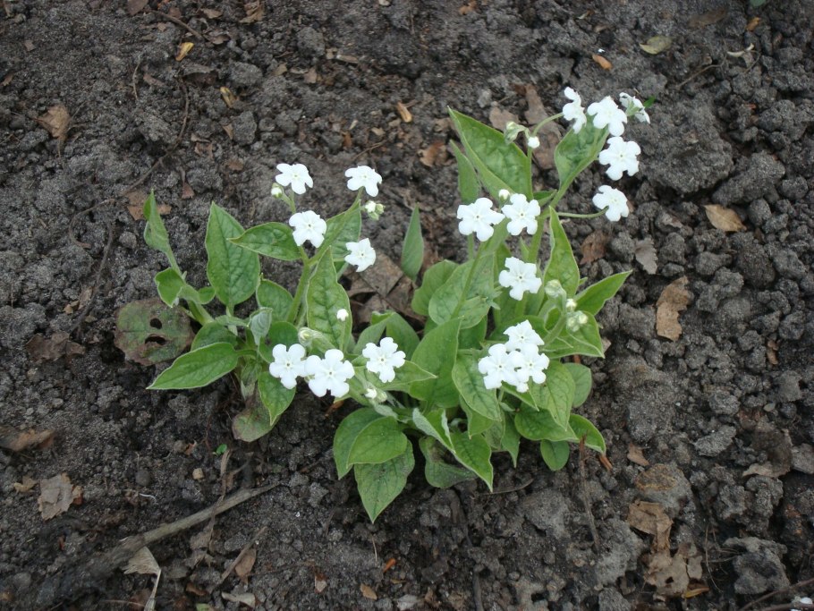 Пупочник omphalodes Verna