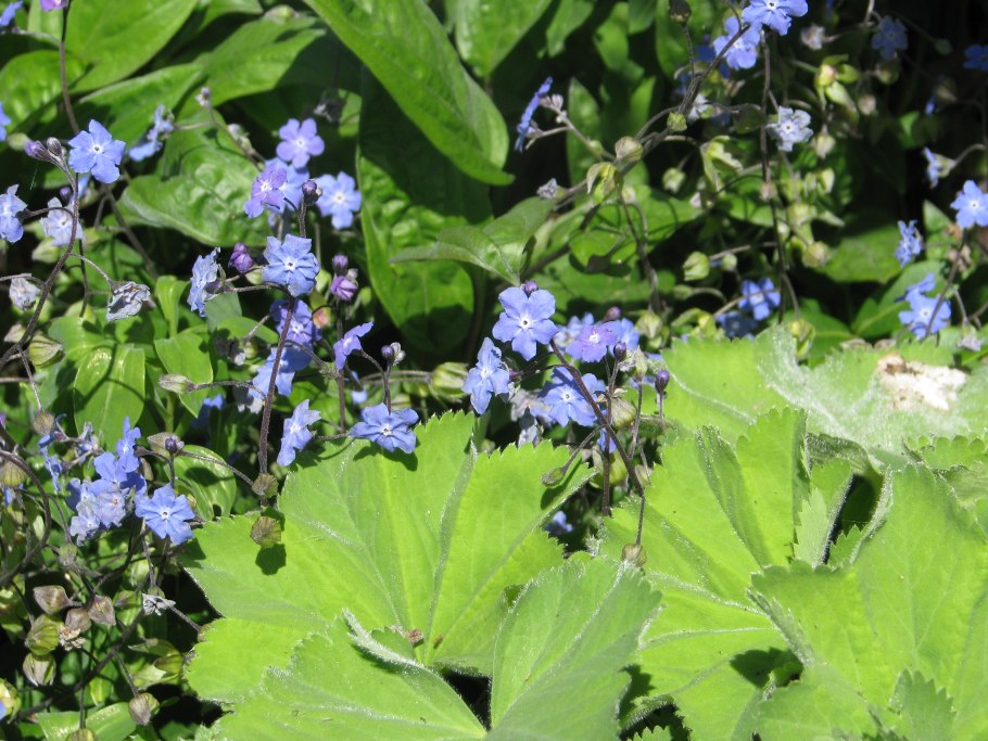 Пупочник ползучий гербарий