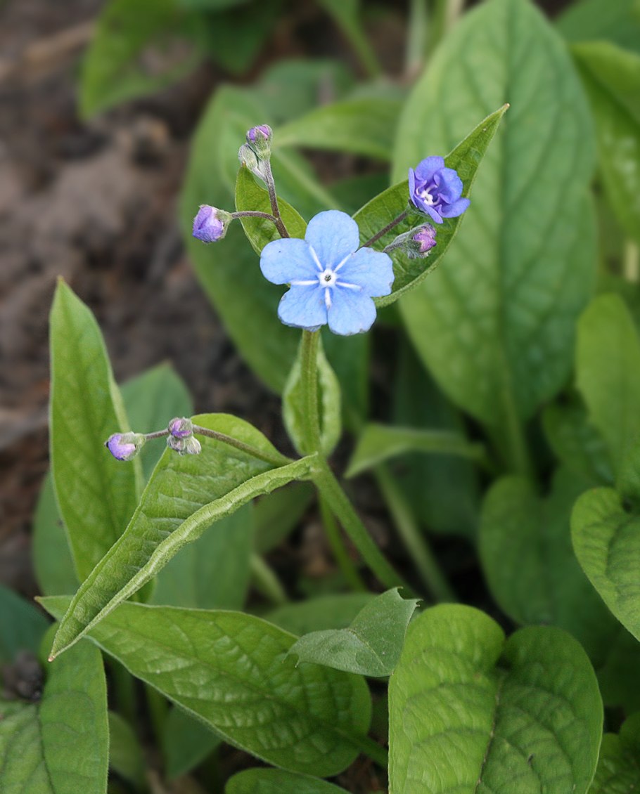 Omphalodes Capp. Starry Eyes