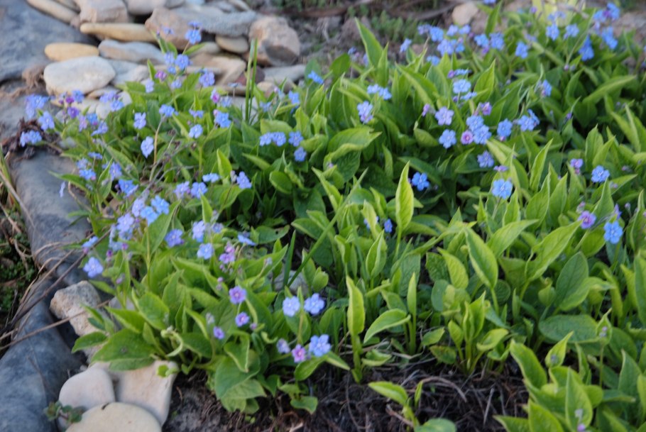 Omphalodes cappadocica Cherry Ingram