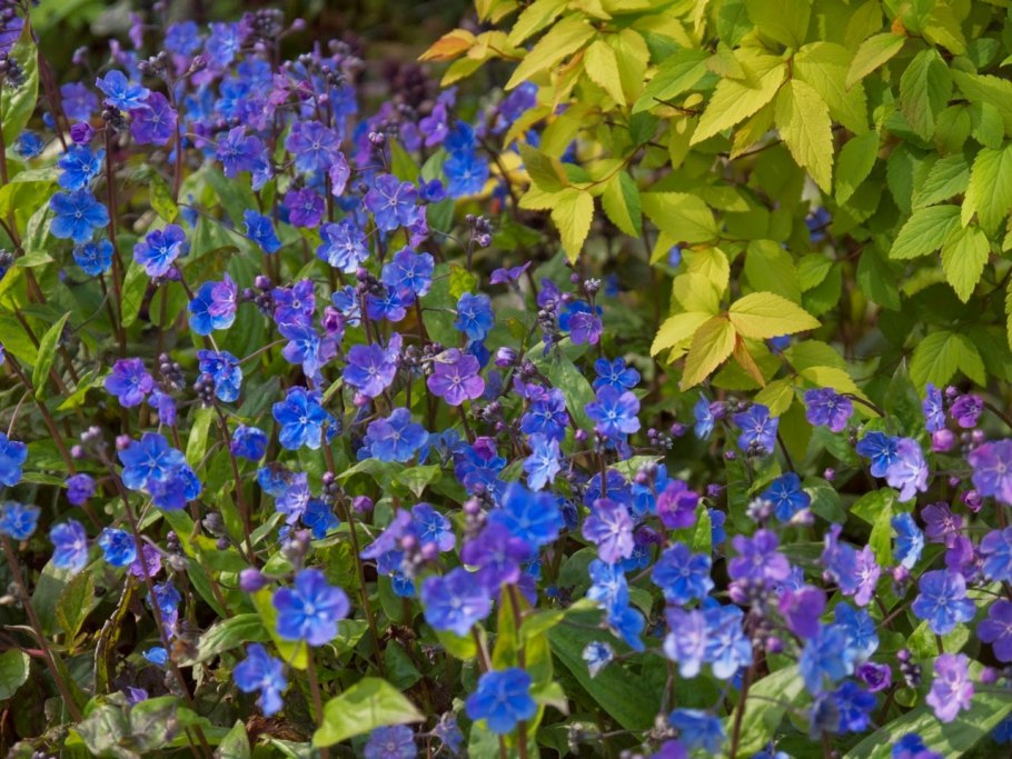 Пупочник весенний Alba