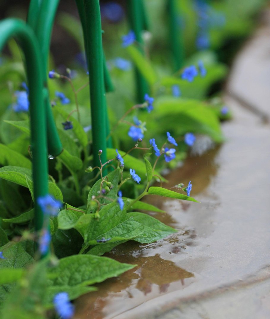 Медуница на клумбе