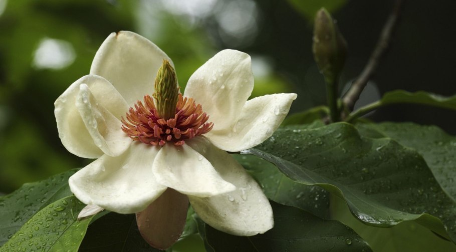 Магнолия лекарственная (Magnolia officinalis)
